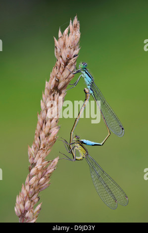 Blu-tailed Damselfly, Ischnura elegans Große Pechlibelle Foto Stock