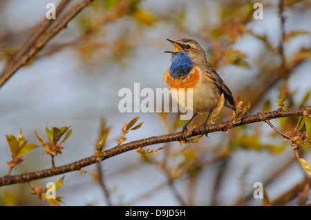 Blaukehlchen, Luscinia svecica, Pettazzurro Foto Stock