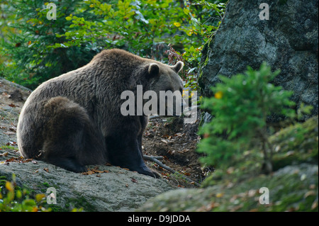 Ursus arctos, orso bruno, Braunbär, Braunbaer, orsi Foto Stock