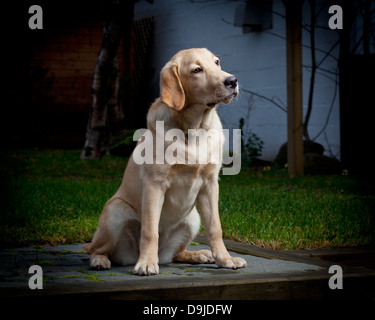 Ritratto di giallo Labrador Retriever. Giovane cane guida in formazione. Foto Stock