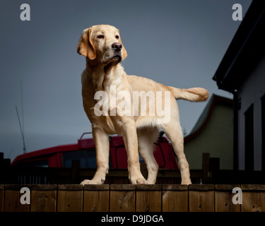 Ritratto di giallo Labrador Retriever. Giovane cane guida in formazione. Foto Stock