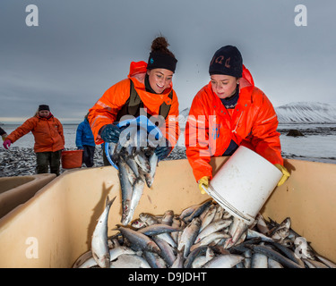 Aringa del morto. Il clean-up tonnellate di aringhe che morì n il fiordo. Kolgrafarfjordur, Snaefellsnes Peninsula, Islanda. Foto Stock