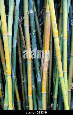 Giardini Kanapaha visitatori hanno scolpito le proprie iniziali e i messaggi in bambù stocchi. Foto Stock