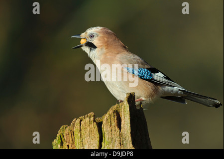 Eurasian Jay Garrulus glandarius, Eichelhäher Foto Stock