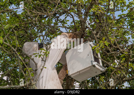 Apicoltore in tuta protettiva cattura api che hanno sciame in un albero di mela. Modbury, Devon. REGNO UNITO Foto Stock