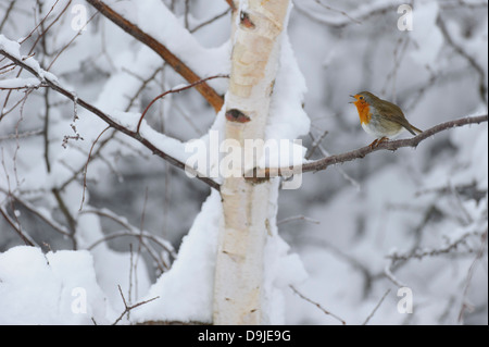 Erithacus rubecula, Europeo Robin, Rotkehlchen, inverno Foto Stock