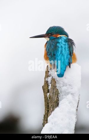 Alcedo atthis, Eisvogel, Kingfisher, inverno Foto Stock