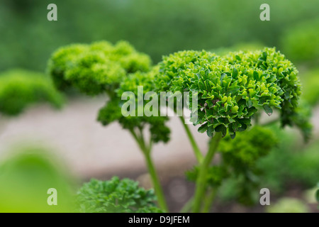 Petroselinum crispum. Prezzemolo Moss arricciata. Curley Prezzemolo in crescita in un orto Foto Stock