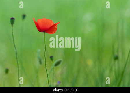 Fotografia di un singolo papavero rosso sparato contro un sfocata campo verde per un background. Foto Stock