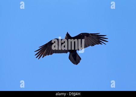 Comune di raven / Nord del Corvo imperiale Corvus corax uccello in volo Foto Stock