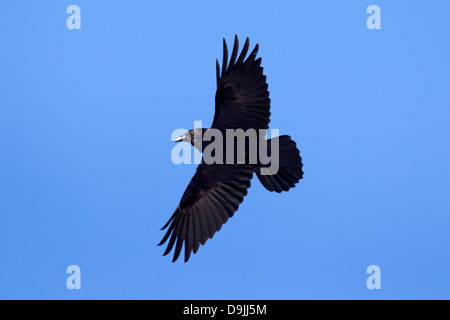 Comune di raven / Nord del Corvo imperiale Corvus corax uccello in volo Foto Stock