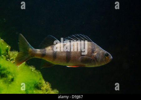 Unione pesce persico / redfin pesce persico / Inglese pesce persico (Perca fluviatilis) pesce che nuota sott'acqua nel lago Foto Stock