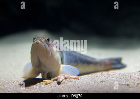 Maggiore weever pesce (Trachinus draco) giacenti sul fondo marino Foto Stock