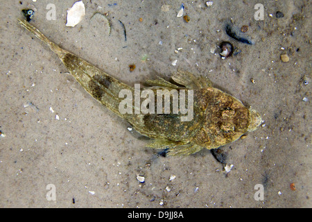 Pogge / gancio-naso / Paratia armati (Agonus cataphractus) giacente mimetizzata in agguato sul fondale Foto Stock