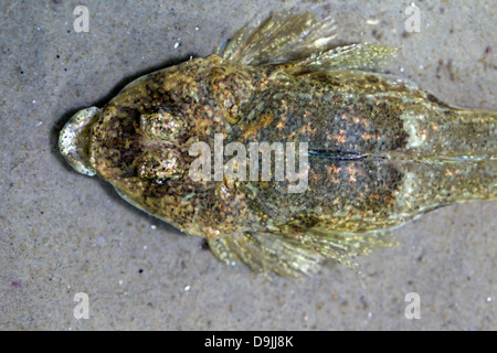 Pogge / gancio-naso / Paratia armati (Agonus cataphractus) giacente mimetizzata in agguato sul fondale Foto Stock