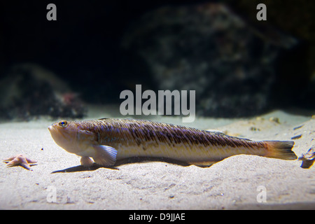 Maggiore weever pesce (Trachinus draco) giacenti sul fondo marino Foto Stock