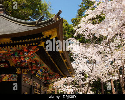 La fioritura dei ciliegi in fiore a Zuihoden Foto Stock