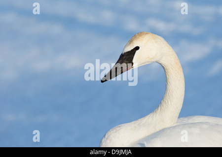 Trumpeter Swan (Cugnus buccinatore) in inverno - Minnesota, Stati Uniti d'America. Foto Stock