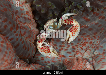 Il granchio di porcellana (Neopetrolisthes oshimai) alimenta seduti su un colorato anemone Foto Stock