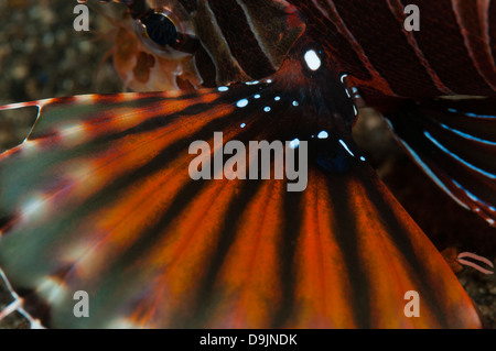 La pinna di una zebra leone (Dendrochirus zebra) sul molo di polizia divesite, Lembeh Straits, Nord Sulawesi, Indonesia Foto Stock