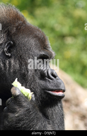 Jock, una pianura occidentale Gorilla presso lo Zoo di Bristol, Inghilterra, Regno Unito. Foto Stock