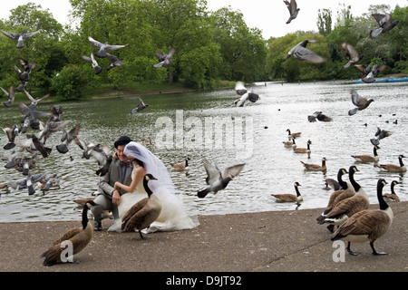 Agli sposi novelli dal lago in barca in Regent's Park di Londra. Gli uccelli volare intorno a loro. Foto Stock