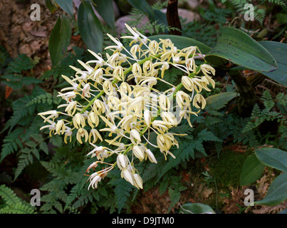 Eccezionale Dendrobium, re Orchid, o rock Lily, Dendrobium speciosum, Orchidaceae. Australia. Foto Stock