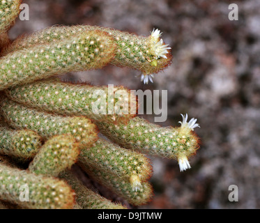 Cactus, Mammillaria elongata, Cactaceae. Foto Stock