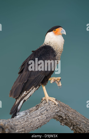 Un caracara crestato, Caracara cheriway, pone su un post Foto Stock