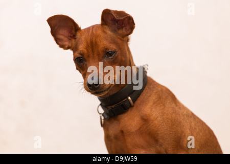 Ritratto di una miniature pinscher rosso Foto Stock