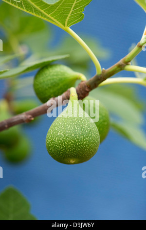 Ficus carica 'Excel'. Sviluppo di Fig la frutta in una struttura ad albero Foto Stock