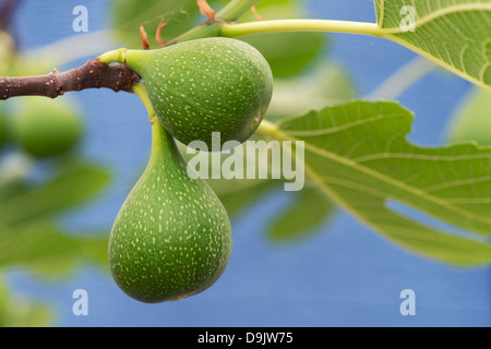 Ficus carica 'Excel'. Sviluppo di Fig la frutta in una struttura ad albero Foto Stock