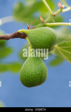 Ficus carica 'Excel'. Sviluppo di Fig la frutta in una struttura ad albero Foto Stock