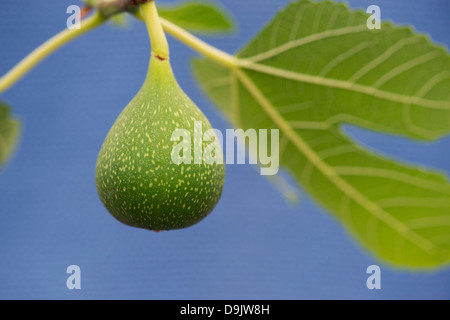 Ficus carica 'Excel'. La figura 'Excel'. Sviluppo di Fig la frutta in una struttura ad albero Foto Stock