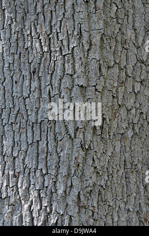 Corteccia di quercia - la corteccia di un inglese o farnia Quercus robur. Foto Stock