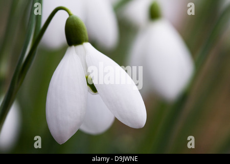 Galanthus nivalis. Close up di un singolo snowdrop nel giardino. Foto Stock