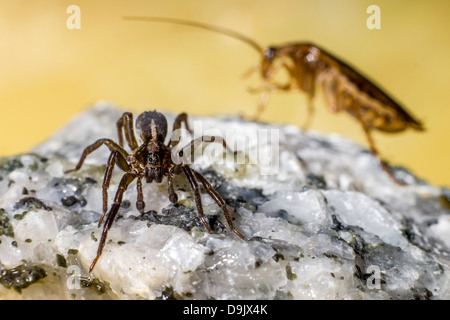 Il tedesco scarafaggio (Blattella germanica) attaccare spider Foto Stock
