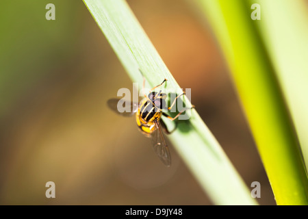 Close up di un hoverfly (Syrphidae) wasp imitare con grandi occhi composti atterrato su un verde reed Foto Stock