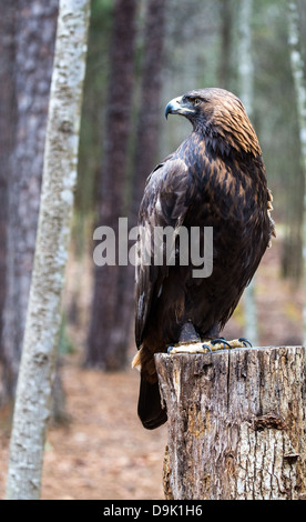 Un Golden Eagle Cerca in preda al Carolina Raptor Centre. Foto Stock