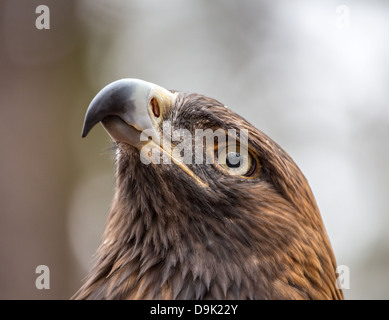 Un Golden Eagle Cerca in preda al Carolina Raptor Centre. Foto Stock