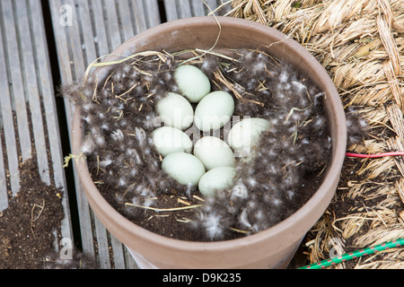 Una frizione di Germano Reale di uova (Anas platyrhynchos) in un nido in un vaso da giardino in Ijburg, Amsterdam, Paesi Bassi. Foto Stock