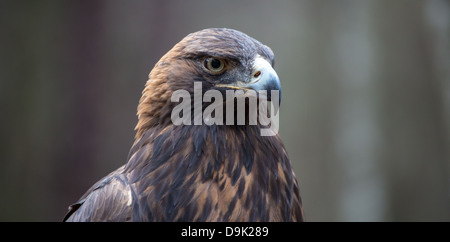 Un Golden Eagle Cerca in preda al Carolina Raptor Centre. Foto Stock