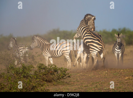 Zebra lotta nel parco nazionale di Kruger Foto Stock