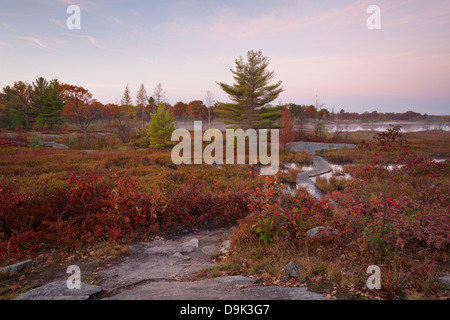 Colore di autunno all'alba. Muskoka, Ontario, Canada Foto Stock