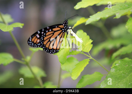 Farfalla monarca bug insetto su foglie di foglia verde primavera estate Foto Stock