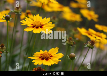 Fiori gialli in giardino, steli verdi piante Foto Stock