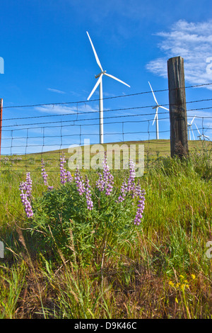 Le turbine eoliche la creazione di energia sul pendio di una collina in Eastern Washington. Foto Stock