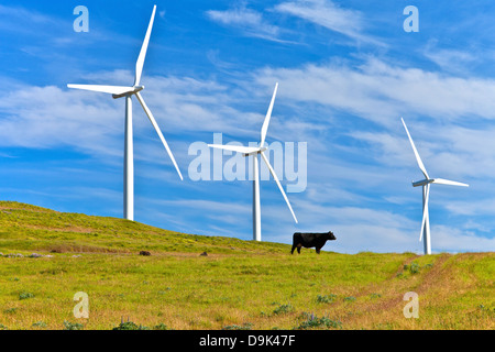 Le turbine eoliche la creazione di energia sul pendio di una collina in Eastern Washington. Foto Stock