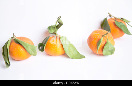 Tangerini isolati su sfondo bianco Foto Stock