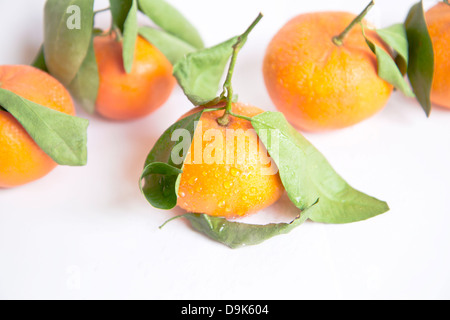 Tangerini isolati su sfondo bianco Foto Stock